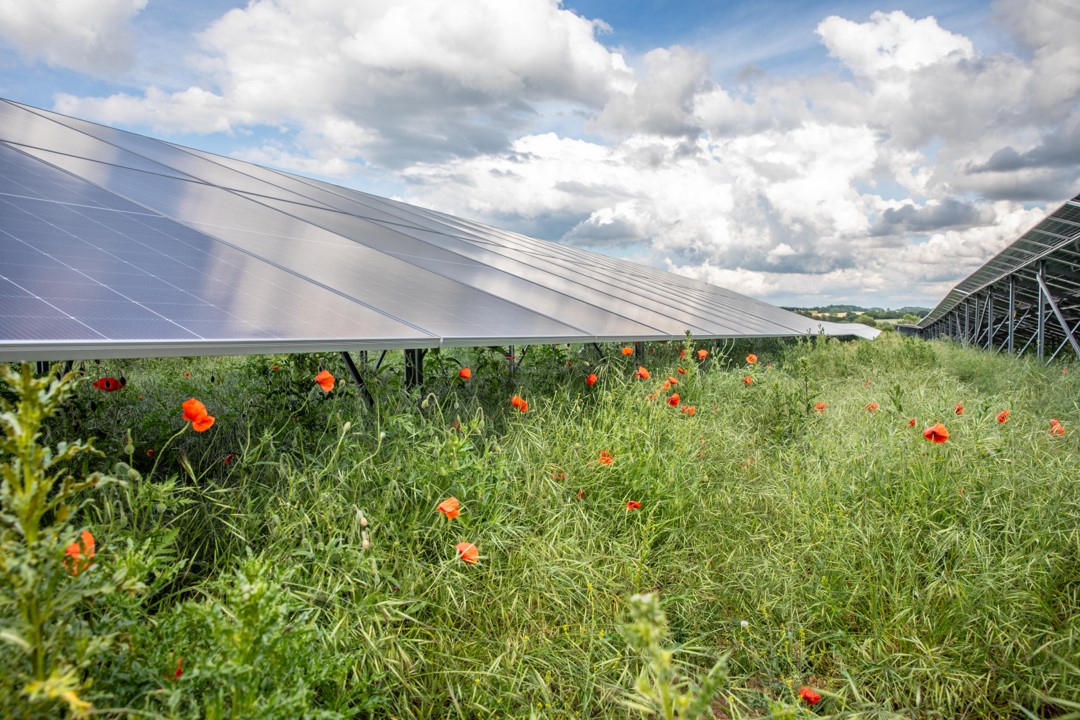 A picture of solar panels sat in a field of poppies